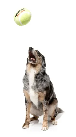 Tennis Ball - Dog Toy