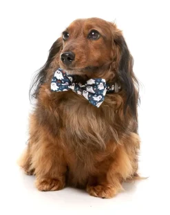 That's The Spirit - Dog 2 Pack