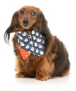 That's The Spirit - Dog 2 Pack