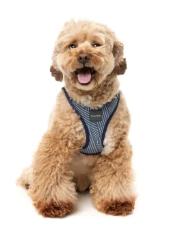 Thornbury - Aegean Blue - Dog Step In Harness