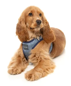 Thornbury - Aegean Blue - Dog Step In Harness