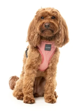 Thornbury - Brick Red - Dog Harness