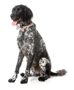 Tinsel Time - Dog 2 Pack