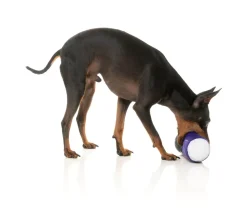 Trick or Treat Seltzers (2pk) - Dog Toy