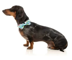 Wakey Wakey - Bowtie