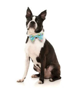 Wakey Wakey - Bowtie