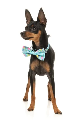 Wakey Wakey - Bowtie