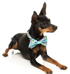 Wakey Wakey - Bowtie