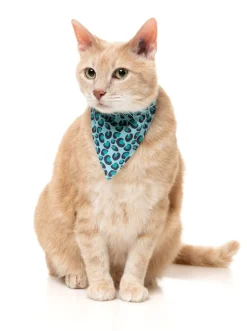 Wild One Aqua - Cat Fashion Pack