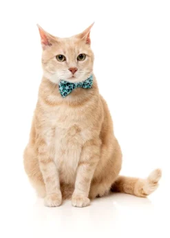 Wild One Aqua - Cat Fashion Pack