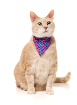 Wild One Bubblegum - Cat Fashion Pack