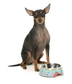 You Drive Me Glazy - Easy Feeder Bowl